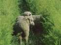 Australian Body Care sheep